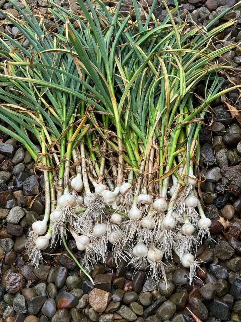 Homegrown Garlic Tastes Incredible Compared to Store-Bought