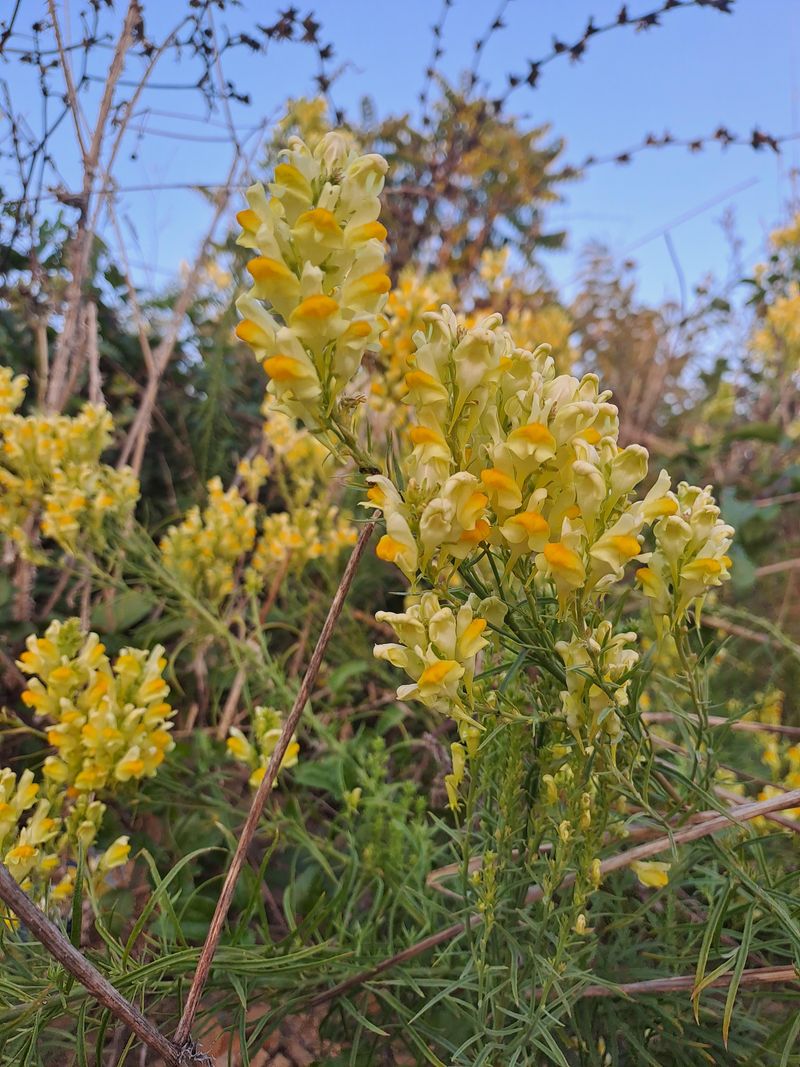 Dalmatian Toadflax
