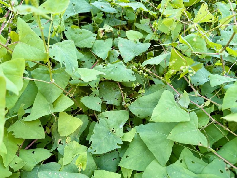 Mile-a-Minute Vine (Persicaria perfoliata)
