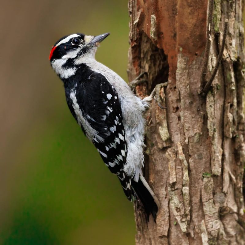Woodpeckers Drilling On Your Siding
