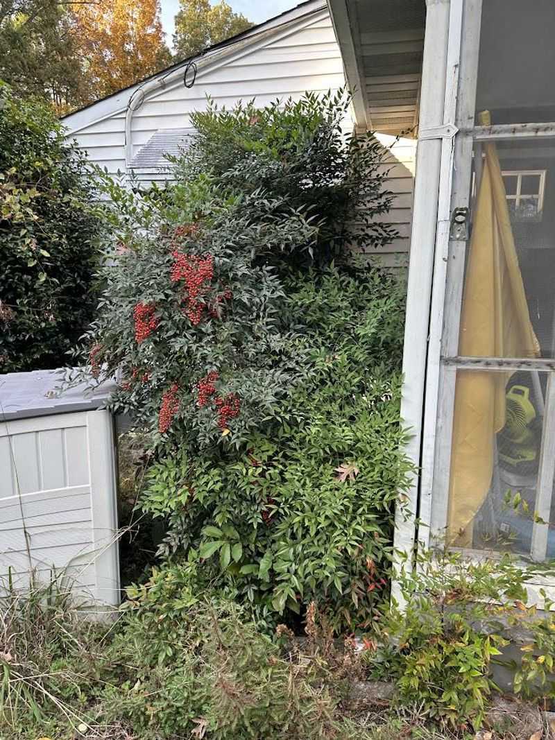 Invasive Ornamental Plants