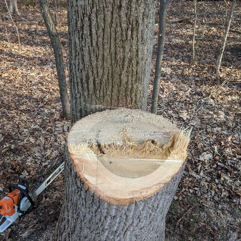 Cut The Stump As Low As Possible