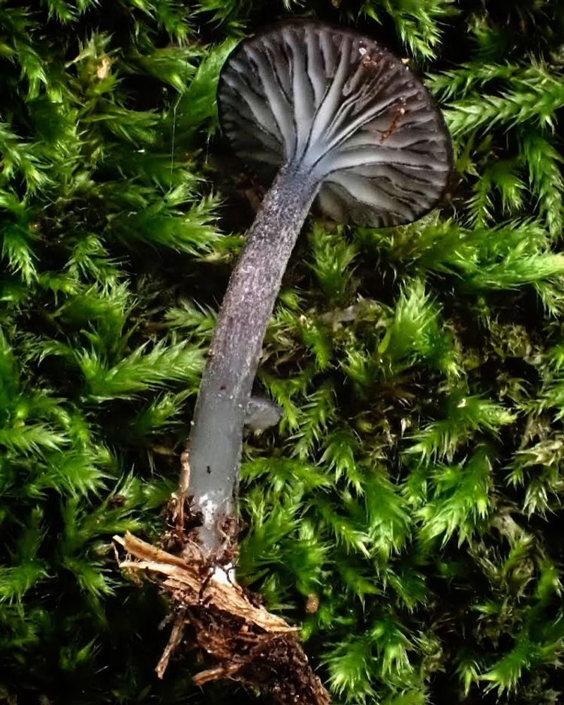 Contributing To Citizen Science And Mycological Research