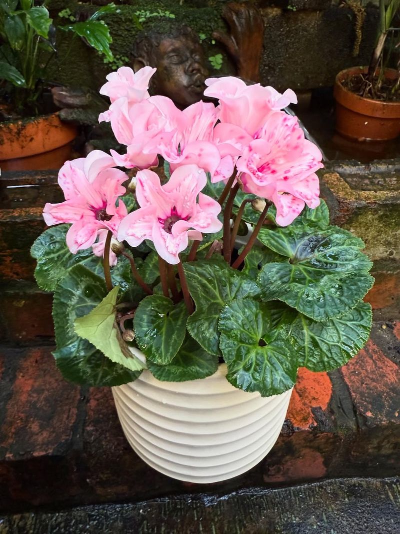 Dormancy Period Completion Signals Readiness