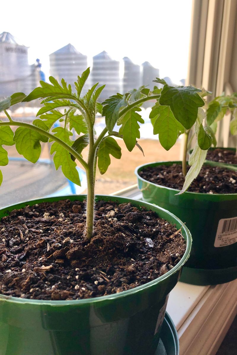 Stronger Stems Develop Early