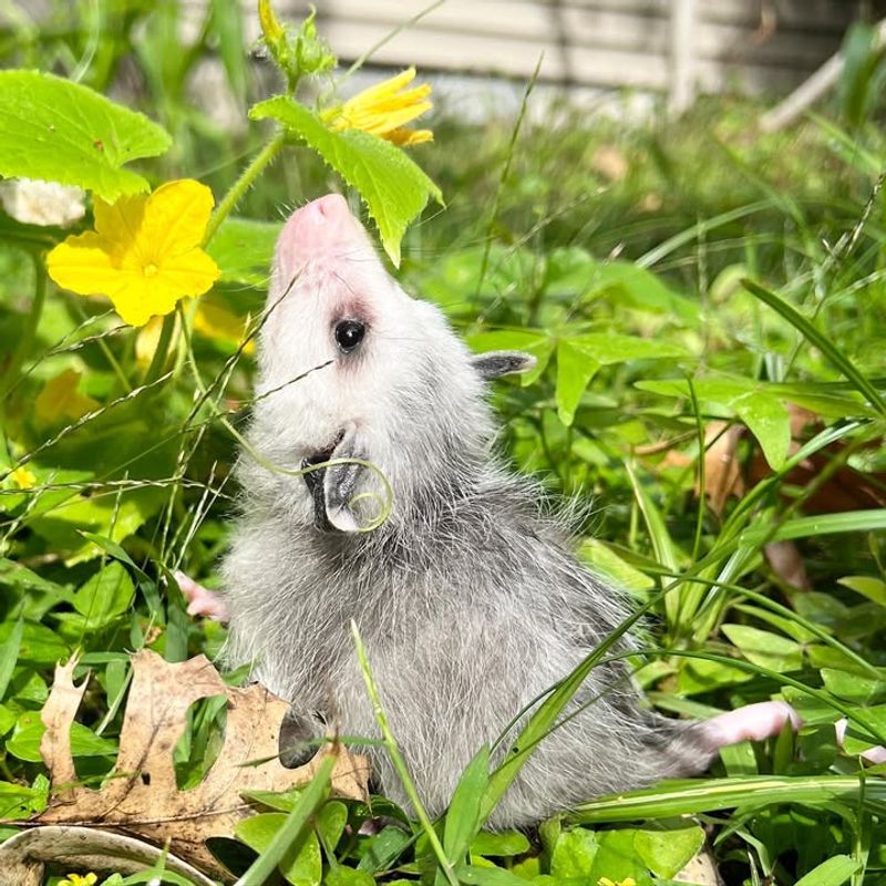 Excellent Garden Helpers
