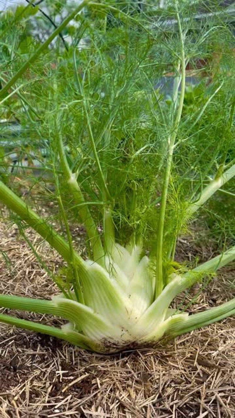 Fennel