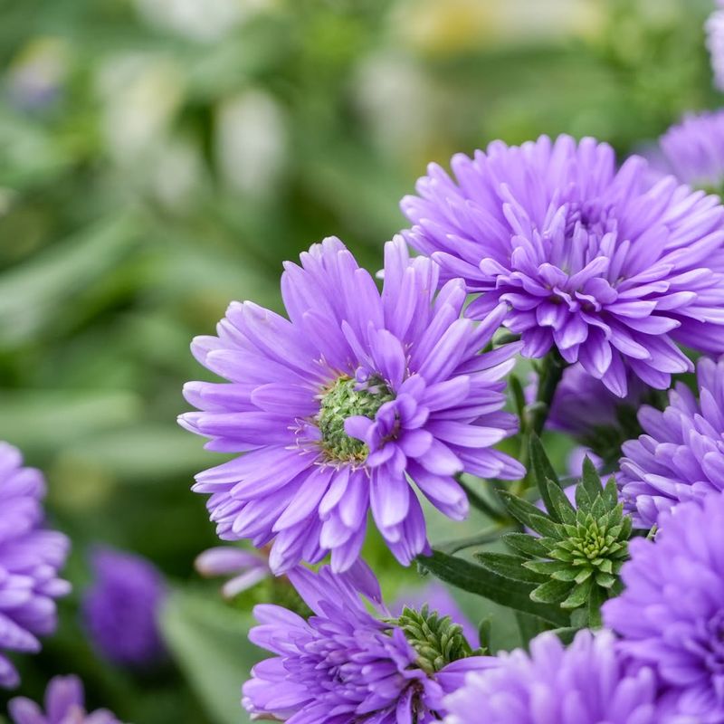 Asters