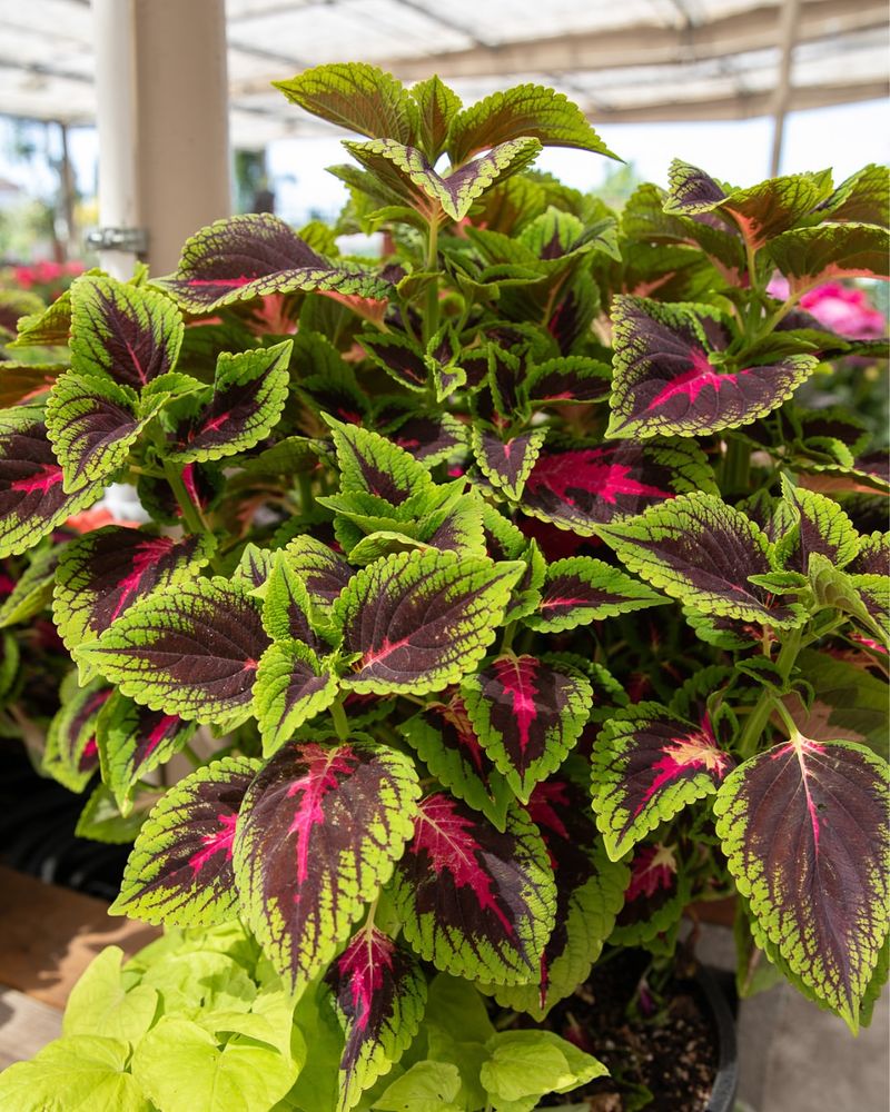 Coleus