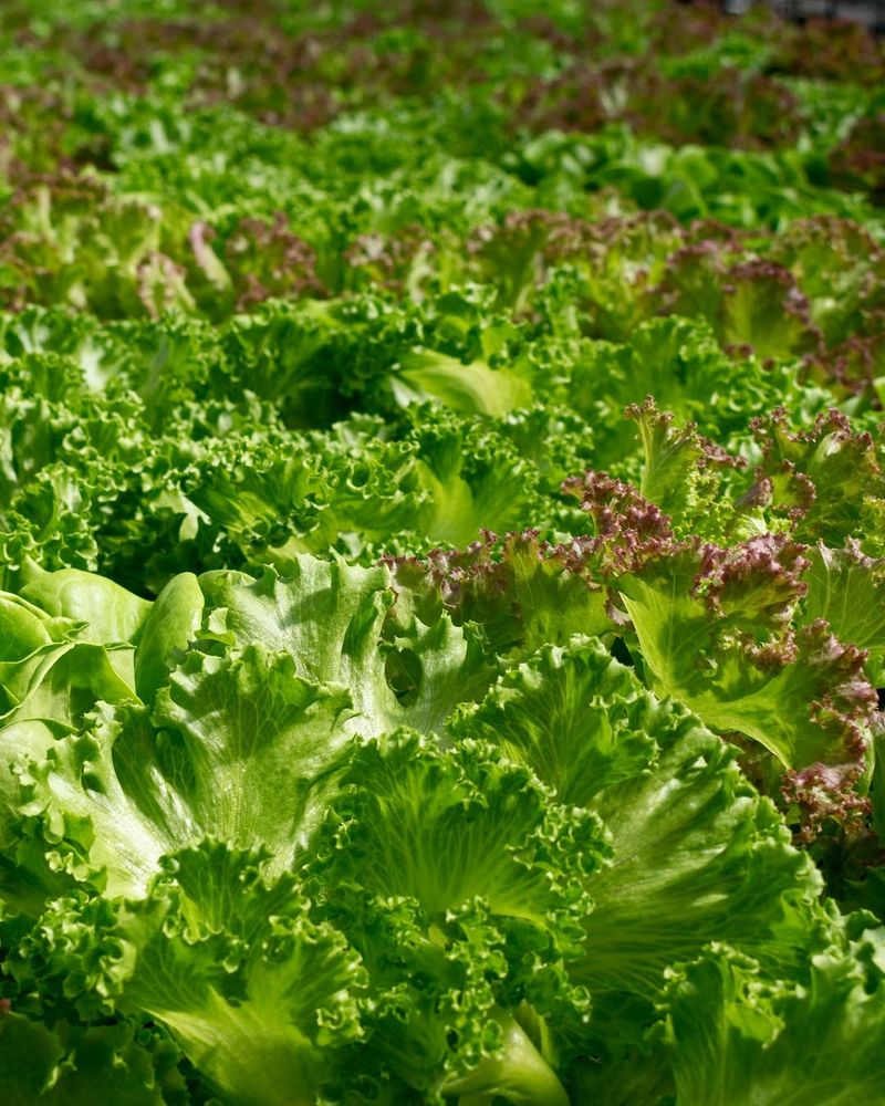 Leaves Develop Better Texture