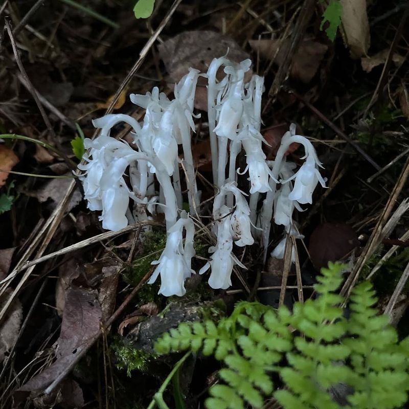 A Parasitic Relationship With Fungi