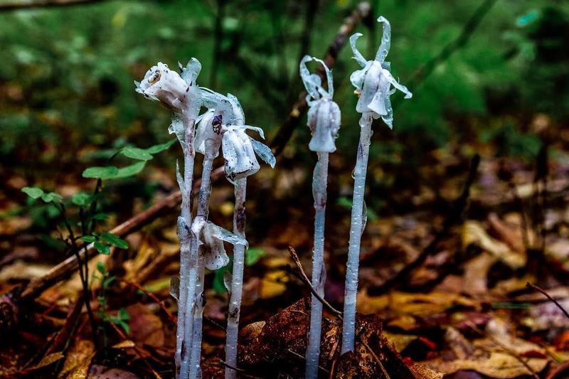 It's Not Actually A Zombie—It's A Mycoheterotroph