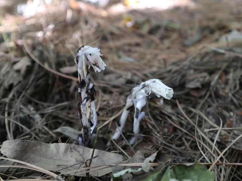 The Plant Turns Black When Picked Or Damaged