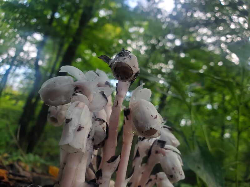 You Shouldn't Try To Transplant Or Cultivate It