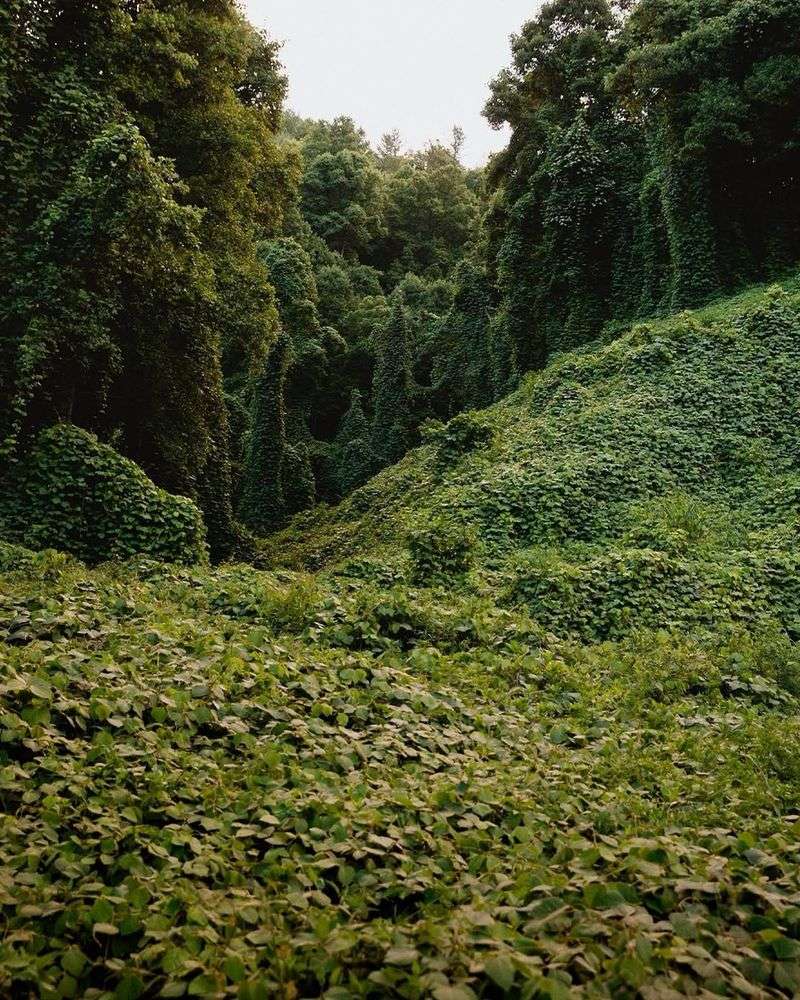 Kudzu Vine