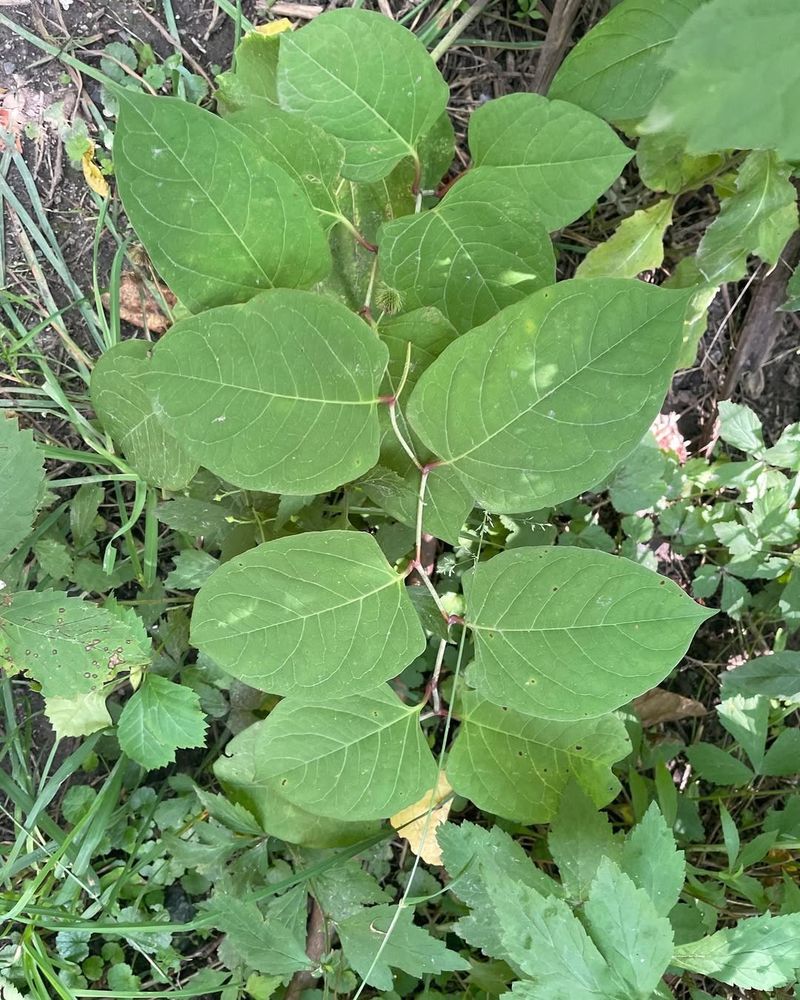 Japanese Knotweed