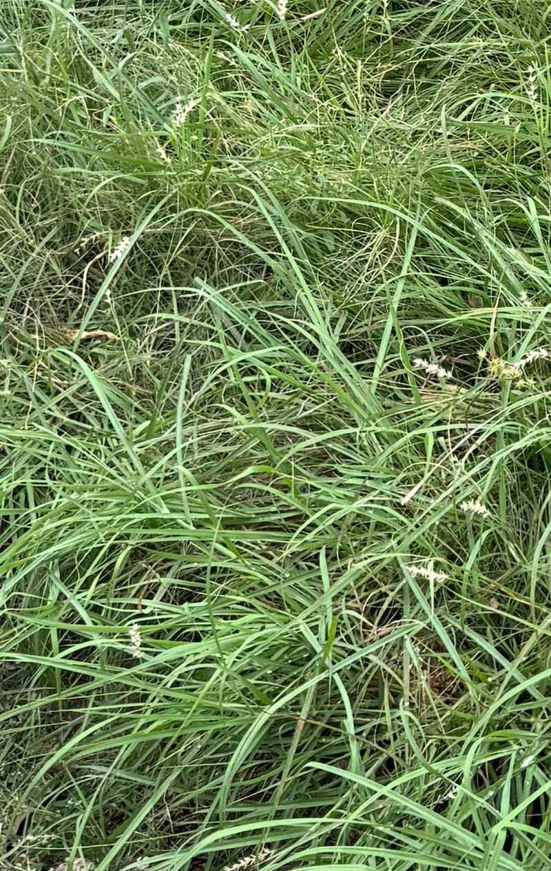 Johnson Grass
