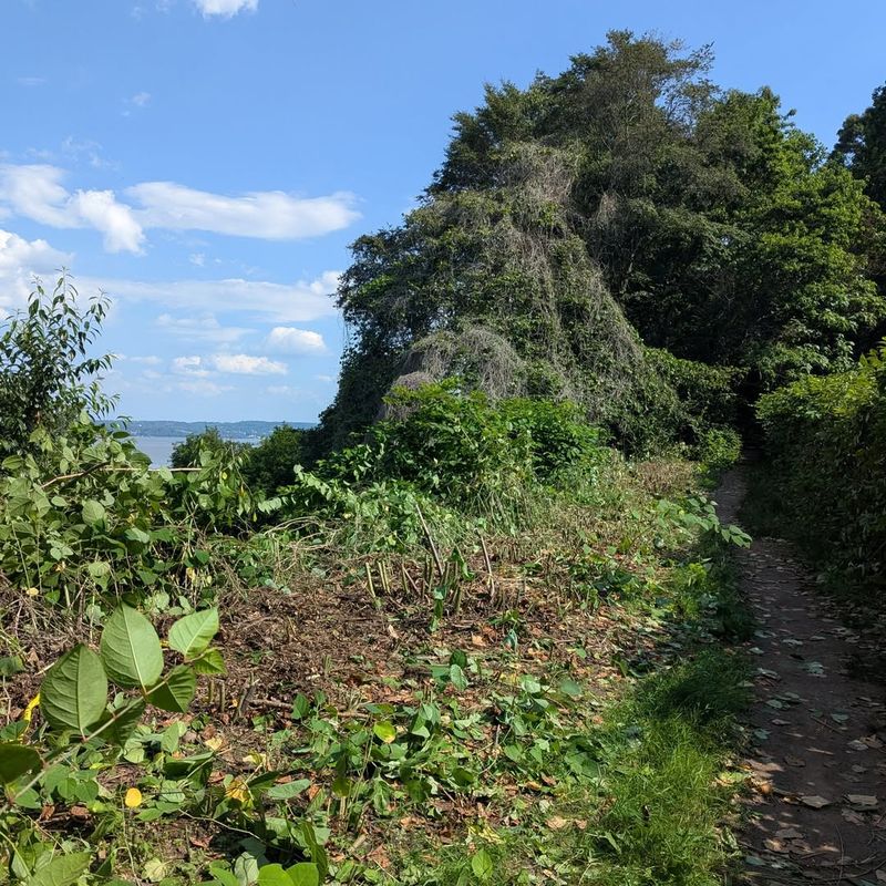 Kudzu Vine