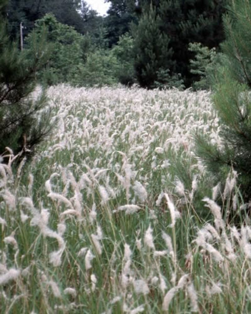 Cogongrass