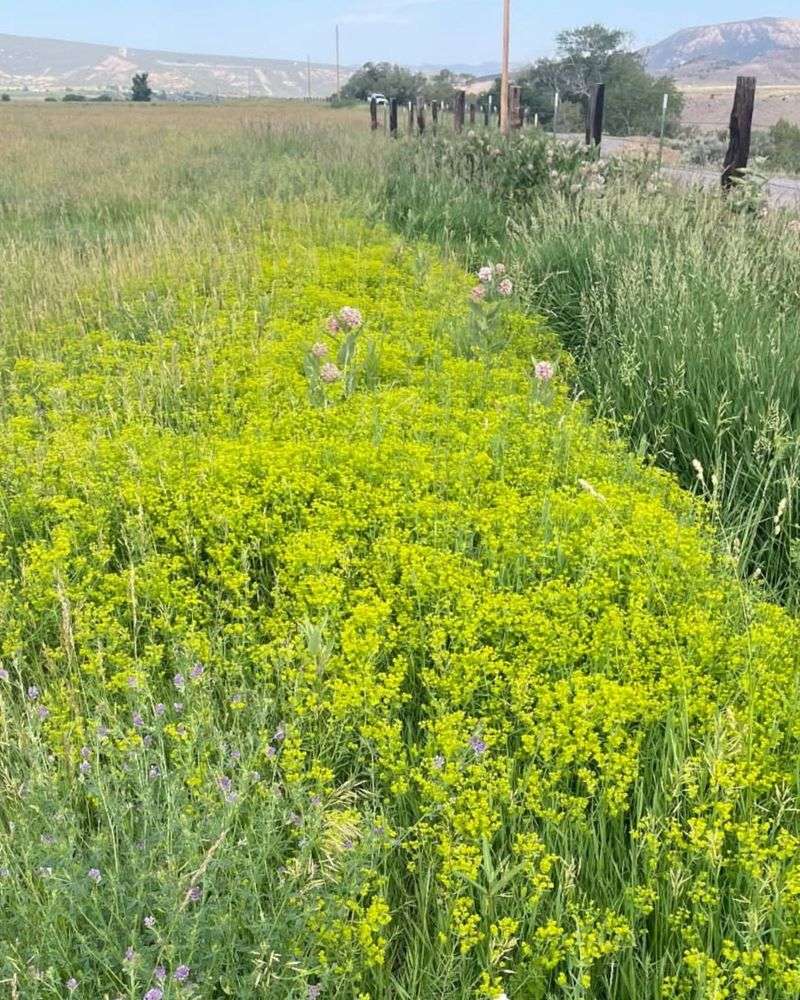 Leafy Spurge (Euphorbia esula)