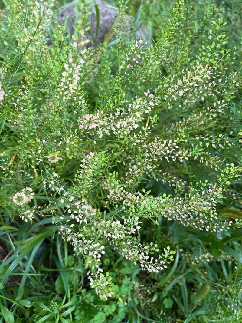 Perennial Pepperweed