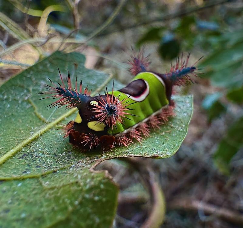 Saddleback Caterpillar