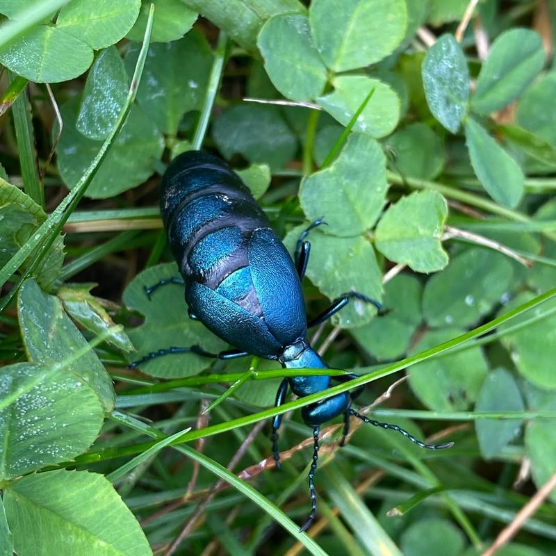 Blister Beetle