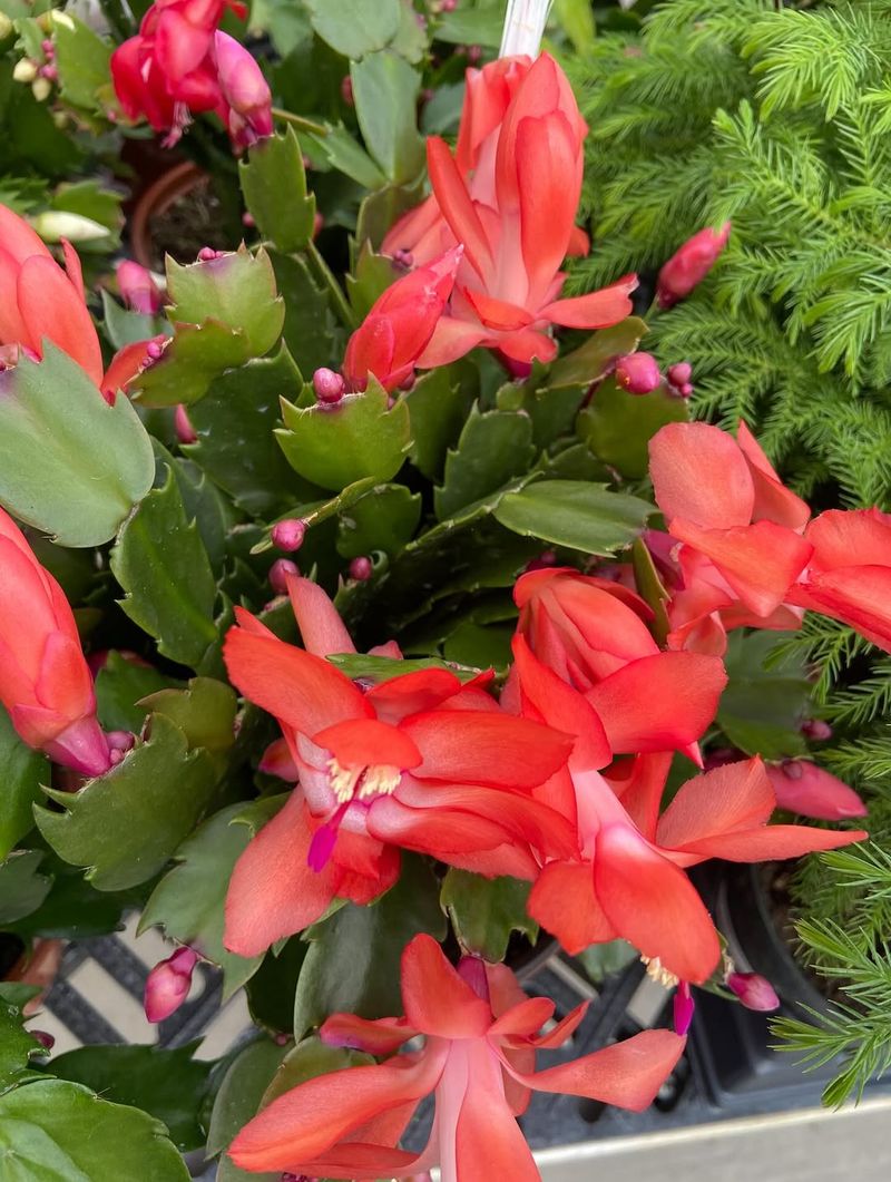 Spotting Rare and Unique Varieties