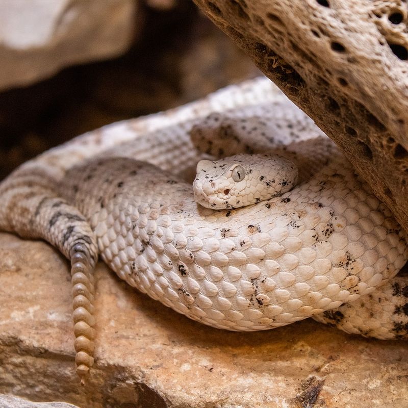 Speckled Rattlesnake