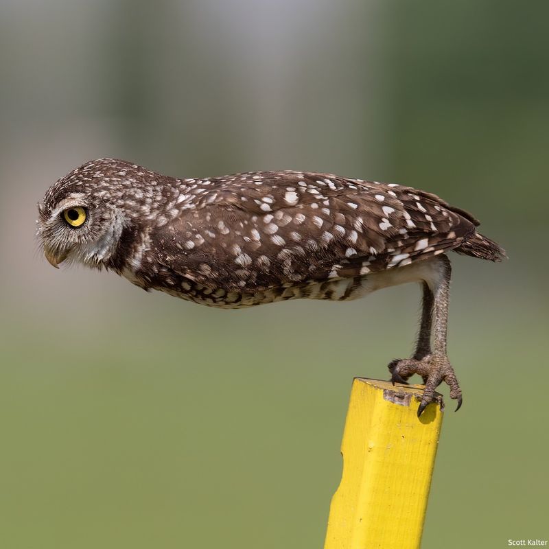 Western Burrowing Owl