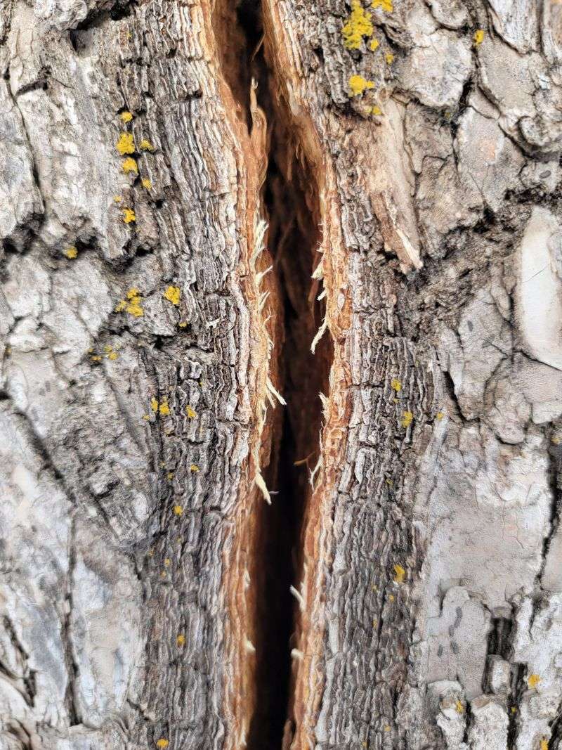 Temperature Fluctuations Stress Trees Unnecessarily