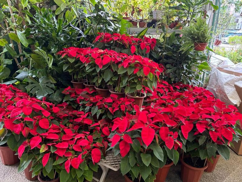 Watch For Red Leaves To Appear By December