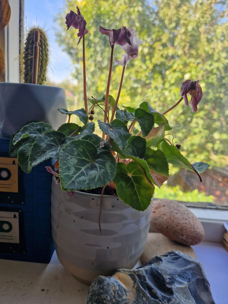 Remove Spent Blooms Regularly