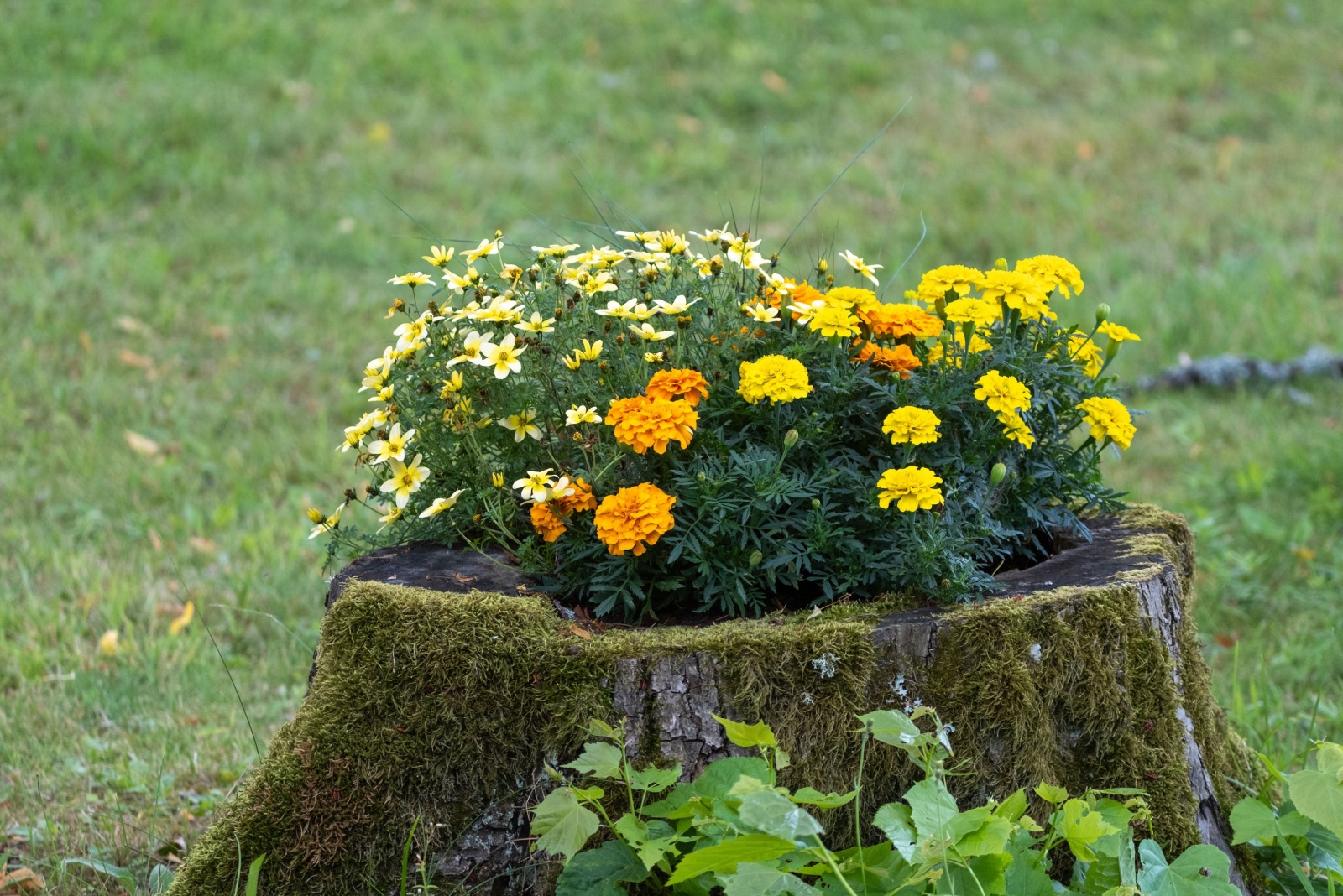 Give Your Old Tree Stump A Second Life With These 10 Gorgeous Blooms