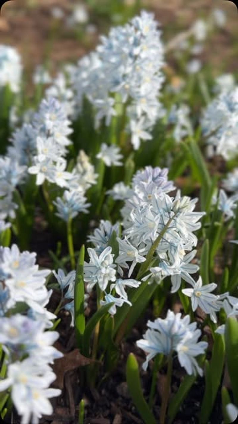 Striped Squill