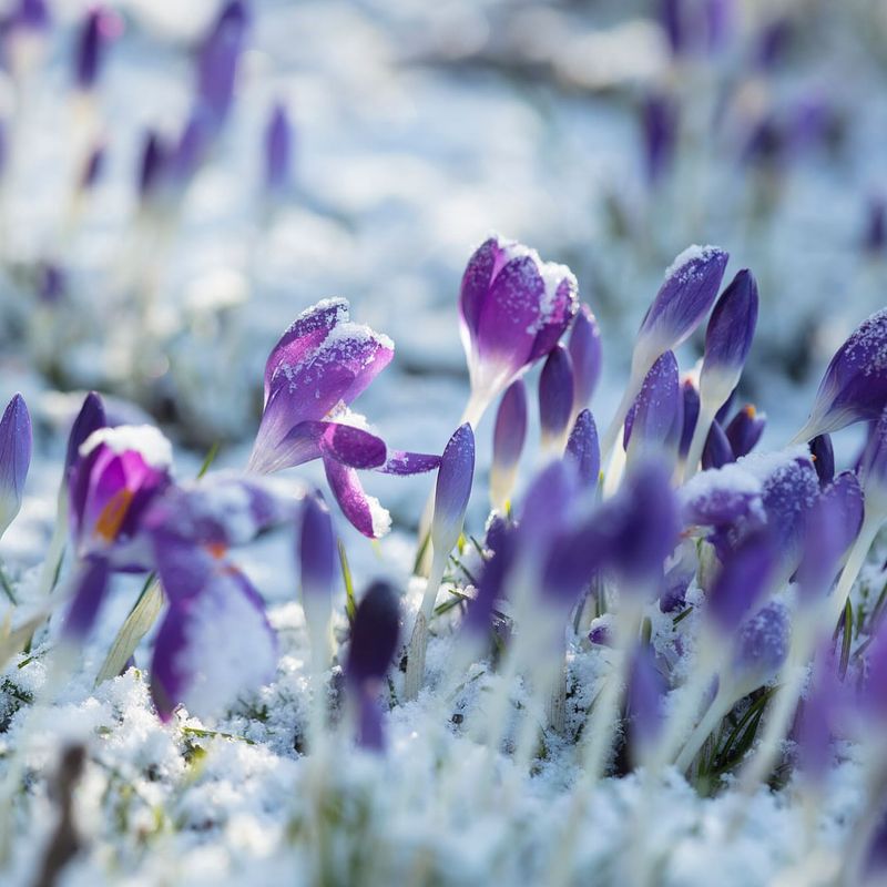 Winter Crocus