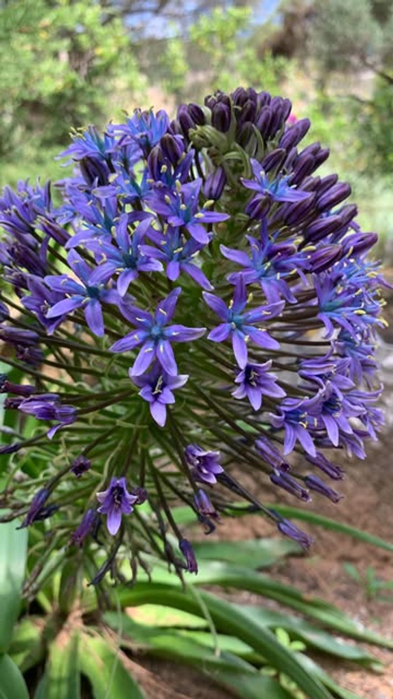 Scilla Peruviana