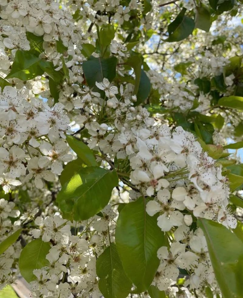 Callery Pear Trees