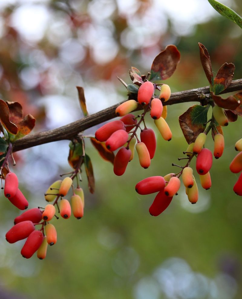 Common Barberry