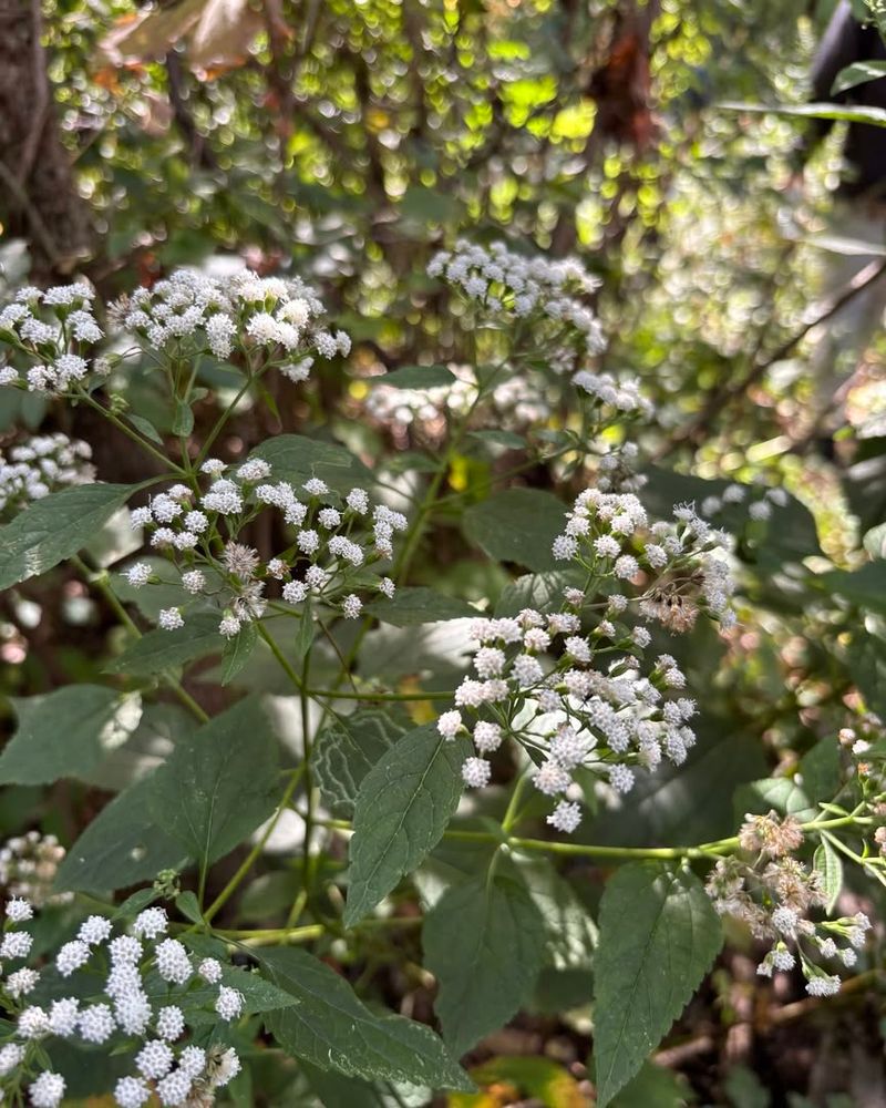 White Snakeroot