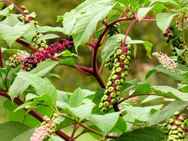 Pokeweed