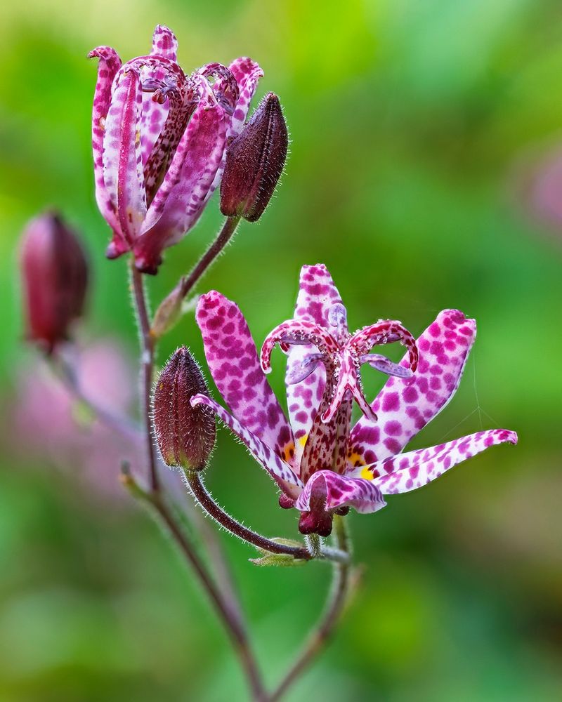 Toad Lily