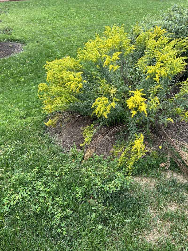 It's Not The Allergy Culprit You Think