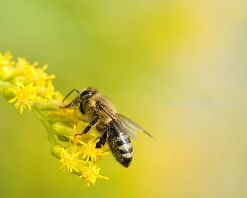 Over 100 Bee Species Visit Goldenrod Blooms