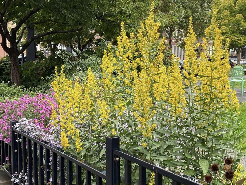 Growing Goldenrod Benefits Your Garden Ecosystem