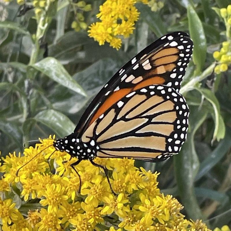 Butterflies Rely On Goldenrod For Migration Fuel