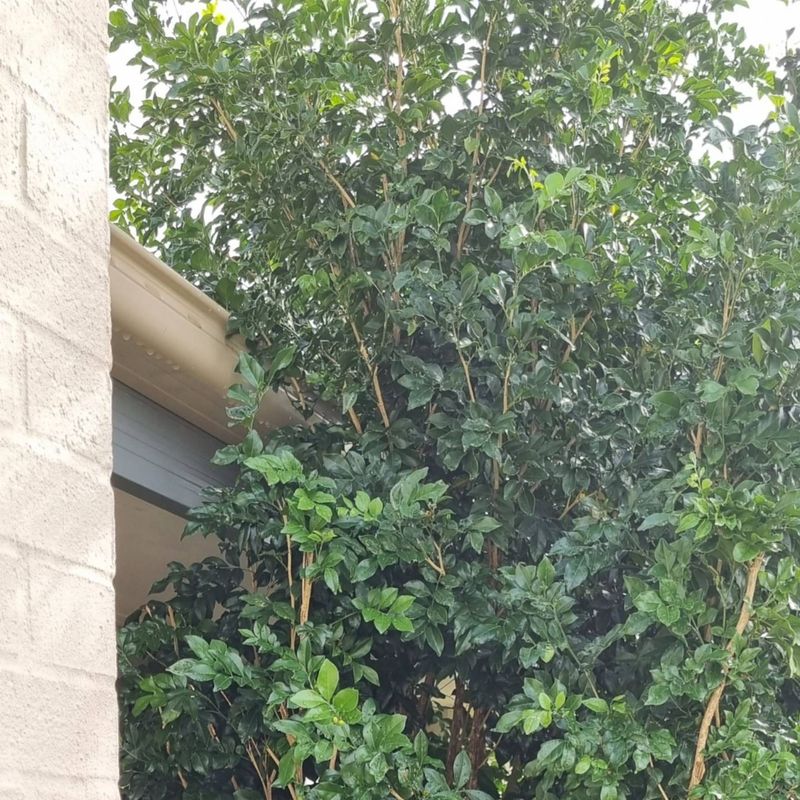 Overhanging Branches Are Different