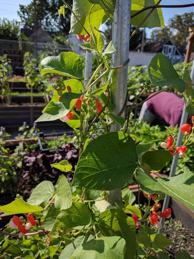 The Green Heart Of Detroit