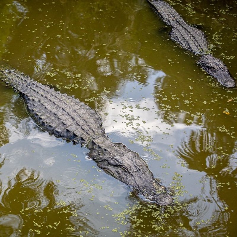 Alligators