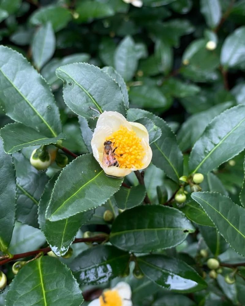 Evergreen Leaves Provide Year-Round Beauty